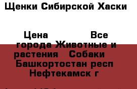 Щенки Сибирской Хаски › Цена ­ 20 000 - Все города Животные и растения » Собаки   . Башкортостан респ.,Нефтекамск г.